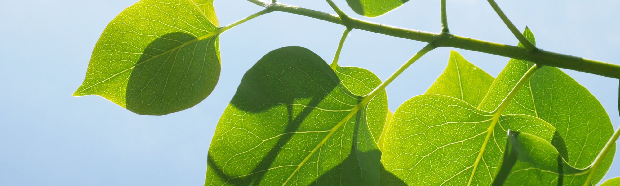 The Gold Coast Climate Explained: Seasons, Rainfall and Sunshine Hours