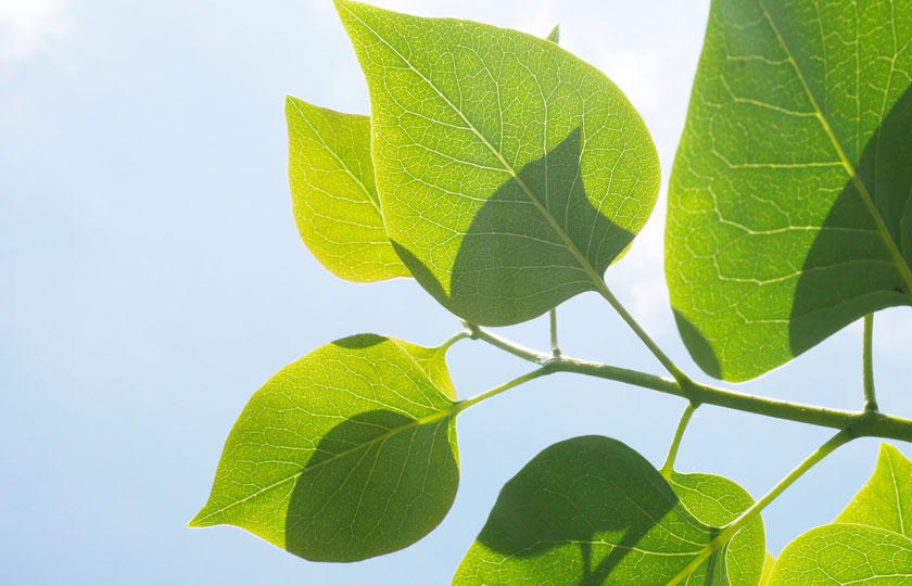 The Gold Coast Climate Explained: Seasons, Rainfall and Sunshine Hours