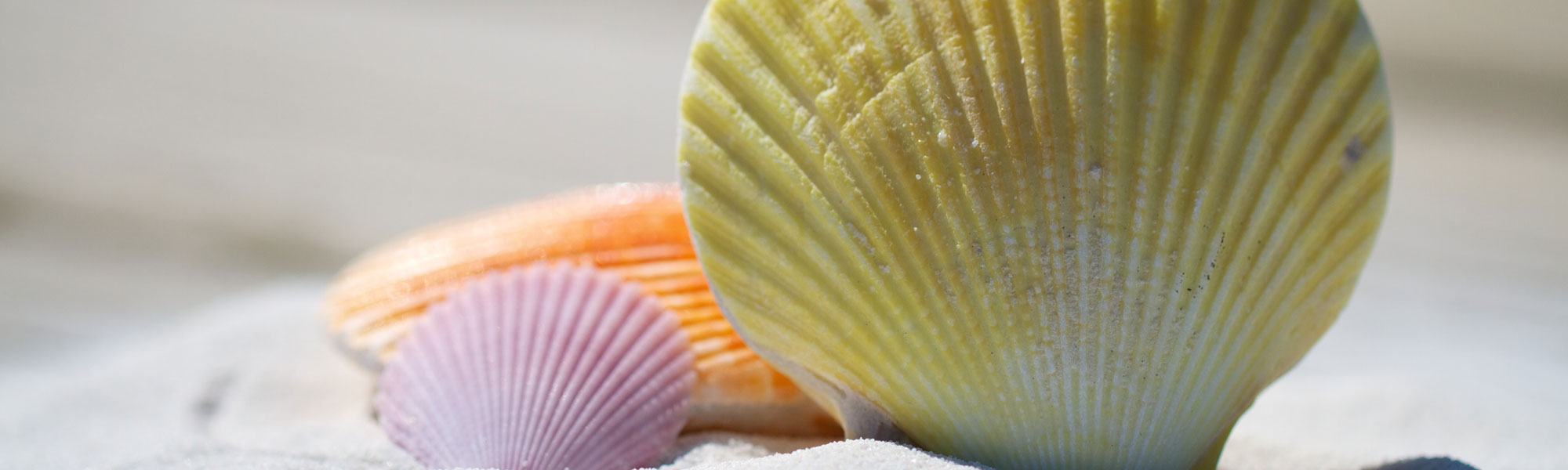 Coastal Calm: Bringing the Beach Indoors