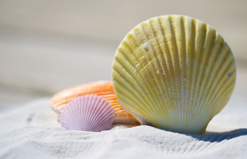 Coastal Calm: Bringing the Beach Indoors