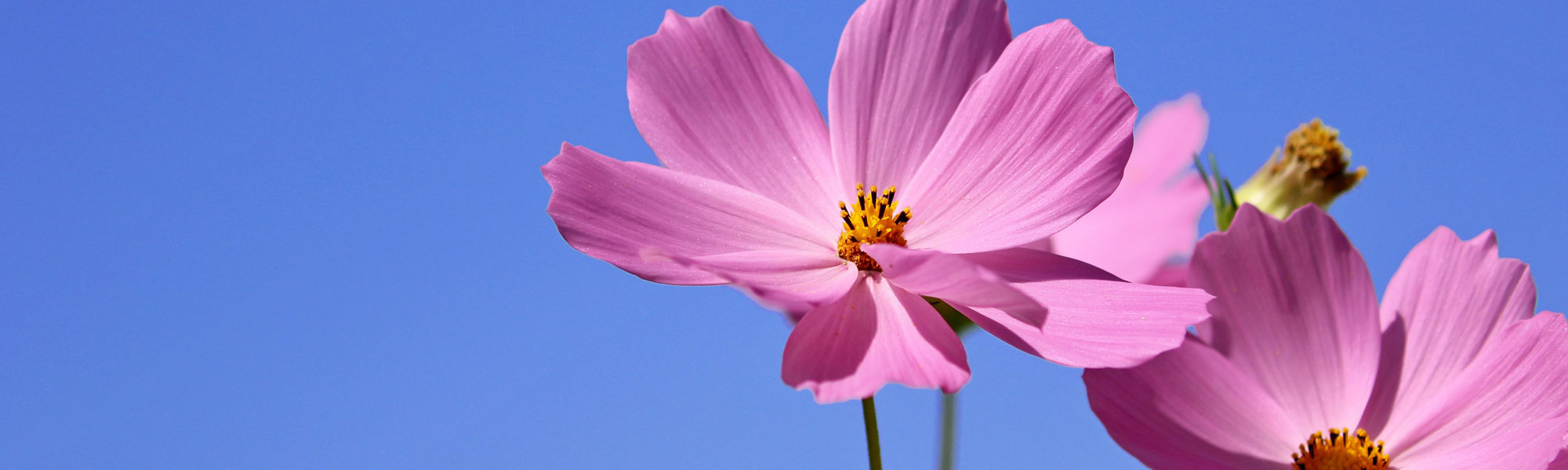 Gold Coast Garden and Landscape Concept Ideas for 2026