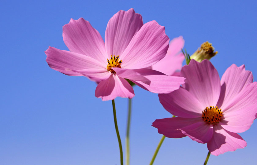 Gold Coast Garden and Landscape Concept Ideas for 2026