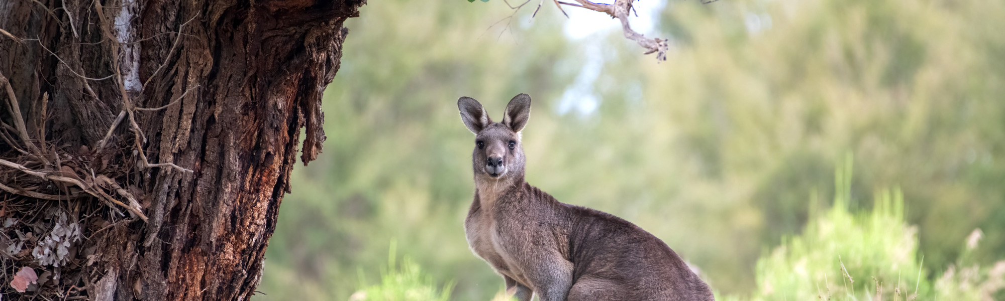 Wild Neighbours: Where to See Kangaroos and Koalas Around the Gold Coast