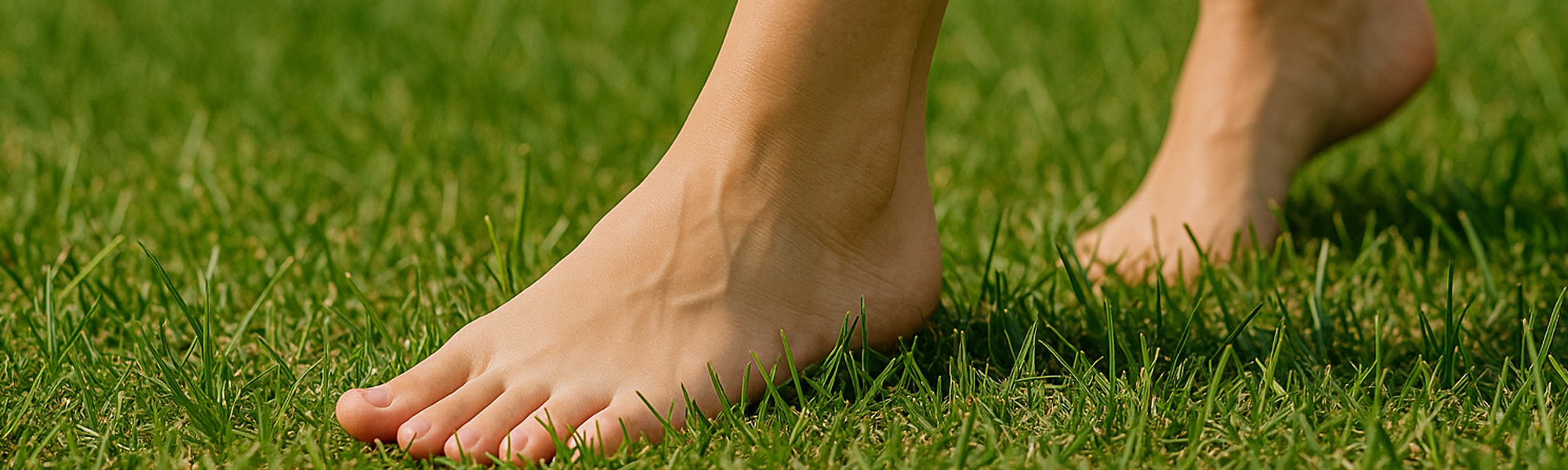 The Gold Coast's Most Loved Lawn Grasses