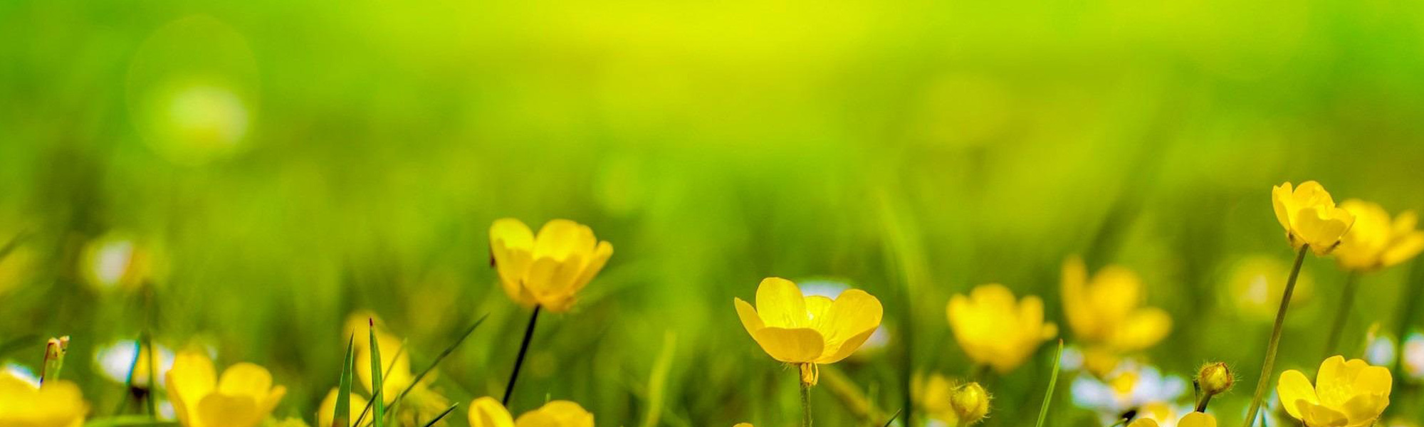 Outdoor Showing Preparation: First Impressions Start Outside