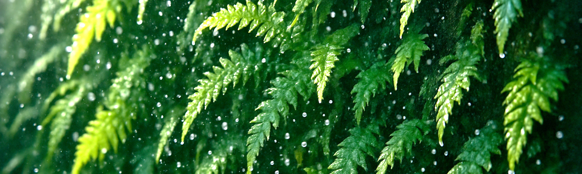 Vertical Feature Gardens - When Walls Become Living Infrastructure
