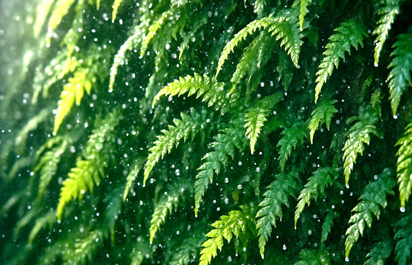 Vertical Feature Gardens - When Walls Become Living Infrastructure